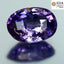 GIA Certified 1.55 ct Fair Oval(7.89 x 5.59 mm)Unheated Natural Violet Sapphire