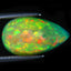 4.36 ct Pear Cabochon (16.59x9.60mm) Ethiopia Play of Colors Rainbow Opal