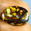 8.47 ct Fancy (20.46 x 14.22mm) Natural Australian Koroit Boulder Opal
