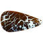 7.01 ct Pear Cabochon(21.52 x 11.27mm) Natural Australian Boulder Opal