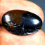 7.52 ct Fancy (20.32 x 12.68 mm) Natural Australia Boulder Matrix Opal