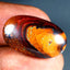 14.44 ct Oval Cabochon (22.55 x 13.42mm) Natural Australian Boulder Opal