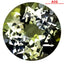 1.68 ct AIG Certified Round (7.51 x 7.45 mm) Natural Blue Yellow Tanzanite
