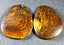 152.93 ct (2pcs) MATCHING PAIR Cabochon (45.09 x 35.12mm) Boulder Opal