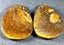 152.93 ct (2pcs) MATCHING PAIR Cabochon (45.09 x 35.12mm) Boulder Opal
