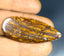 30.73 ct Cabochon (43.42 x 17.96mm) Natural Australian Koroit Boulder Opal