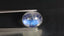 3.53 ct Oval Cabochon (10.18 x 8.21 mm) 100% Natural Rainbow Blue Moonstone