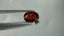 2.55 ct Oval (9.77 x 7.32 mm) Natural Mandarin Fanta Orange Spessartite Garnet